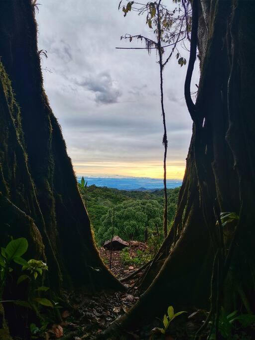 Casa Del Arbol Villa Monteverde Ngoại thất bức ảnh