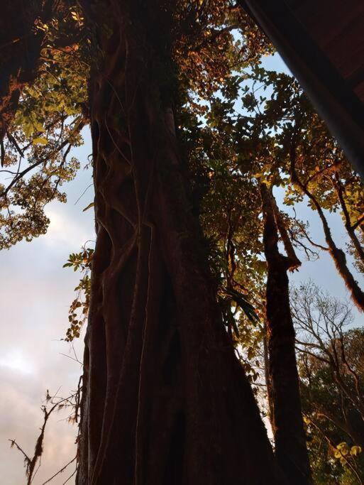 Casa Del Arbol Villa Monteverde Ngoại thất bức ảnh